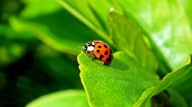 Muat turun percuma Ladybug Insect Nature - foto atau gambar percuma untuk diedit dengan editor imej dalam talian GIMP