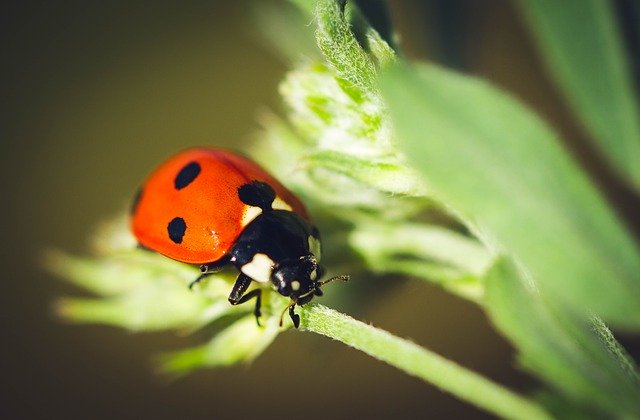 Ücretsiz indir Ladybug Nature Insect - GIMP çevrimiçi resim düzenleyici ile düzenlenecek ücretsiz fotoğraf veya resim