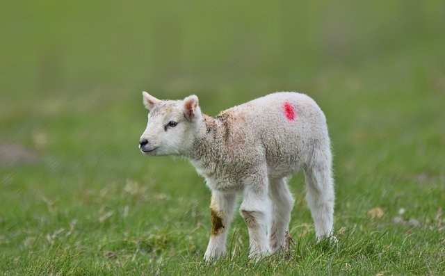 Free download lamb sheep curly grass spring free picture to be edited with GIMP free online image editor