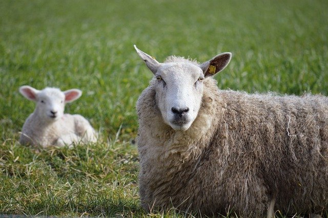 Free download lambs sheep young sheep mammals free picture to be edited with GIMP free online image editor