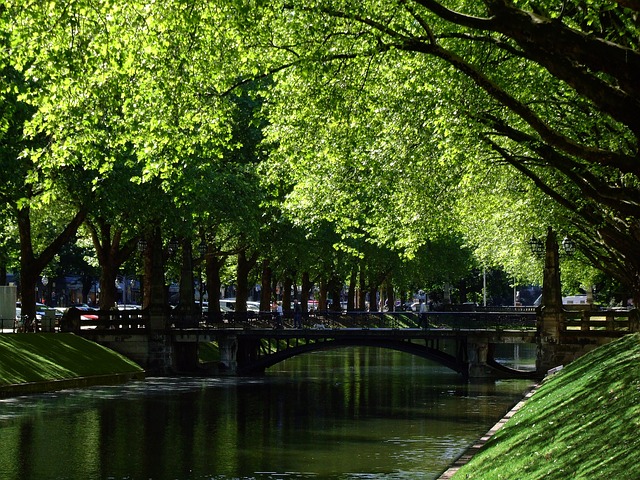 Free download landscape trees row of trees free picture to be edited with GIMP free online image editor