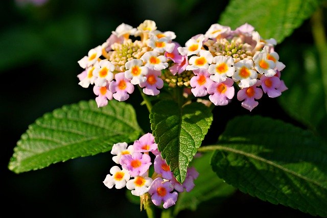 Free download lantana flora flower nature botany free picture to be edited with GIMP free online image editor