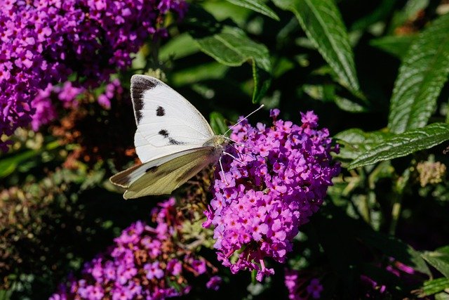 Free download large white butterfly flowers free picture to be edited with GIMP free online image editor