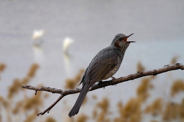 Free download lark bird ornithology species free picture to be edited with GIMP free online image editor