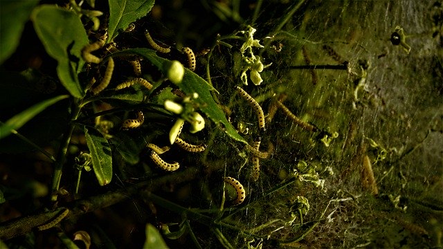 Free download larvae wax moths galleriinae free picture to be edited with GIMP free online image editor