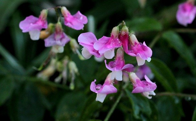 Téléchargement gratuit de Lathyrus Vernus Rosenelfe Rose - photo ou image gratuite à éditer avec l'éditeur d'images en ligne GIMP