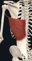 Free download Latissimus Dorsi Small free photo or picture to be edited with GIMP online image editor