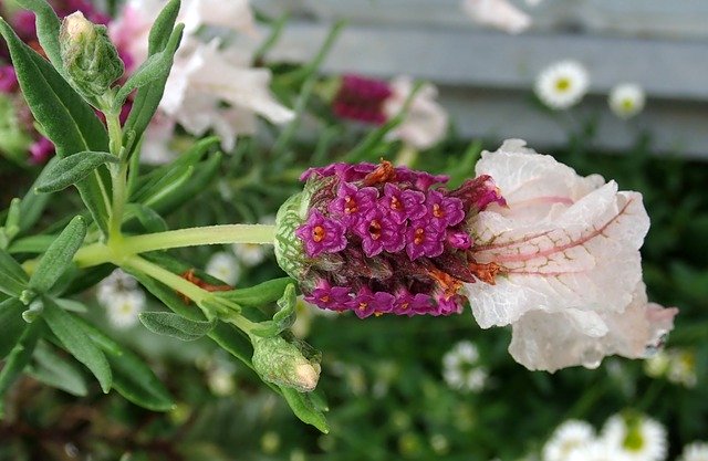 Téléchargement gratuit de Jardin de fleurs de lavande - photo ou image gratuite à modifier avec l'éditeur d'images en ligne GIMP