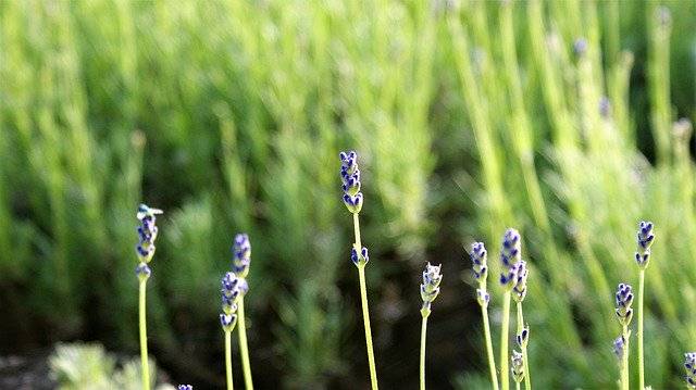 Kostenloser Download Lavender Row Nature - kostenloses Foto oder Bild zur Bearbeitung mit GIMP Online-Bildbearbeitung