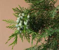 Free download Lawson Cypress Seed Cones free photo or picture to be edited with GIMP online image editor
