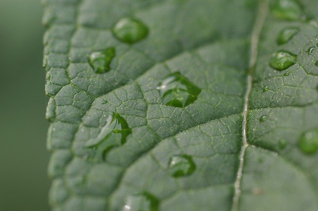 ດາວໂຫຼດຟຣີ Leaf Drop Of Water Green - ຮູບພາບຫຼືຮູບພາບທີ່ບໍ່ເສຍຄ່າເພື່ອແກ້ໄຂດ້ວຍຕົວແກ້ໄຂຮູບພາບອອນໄລນ໌ GIMP