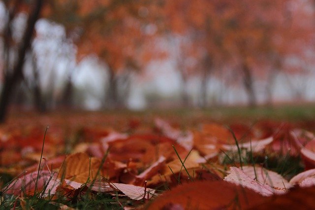 বিনামূল্যে ডাউনলোড করুন Leaf Fall Red - বিনামূল্যে ছবি বা ছবি GIMP অনলাইন ইমেজ এডিটর দিয়ে সম্পাদনা করতে হবে