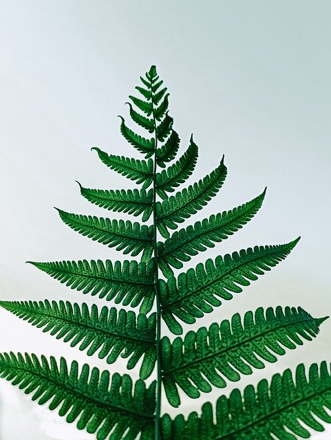 Free download leaf green greenery tree nature free picture to be edited with GIMP free online image editor