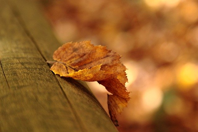 Free download leaf log trunk bark tree autumn free picture to be edited with GIMP free online image editor