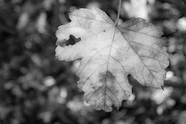 免费下载 Leaf Nature Background Black And - 可使用 GIMP 在线图像编辑器编辑的免费照片或图片