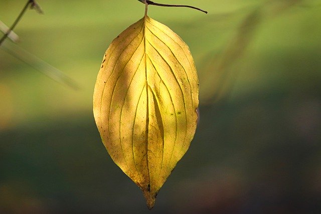 Free download leaf nature fall season yellow free picture to be edited with GIMP free online image editor