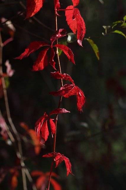 Descarga gratuita Leaf Red Autumn: foto o imagen gratuita para editar con el editor de imágenes en línea GIMP