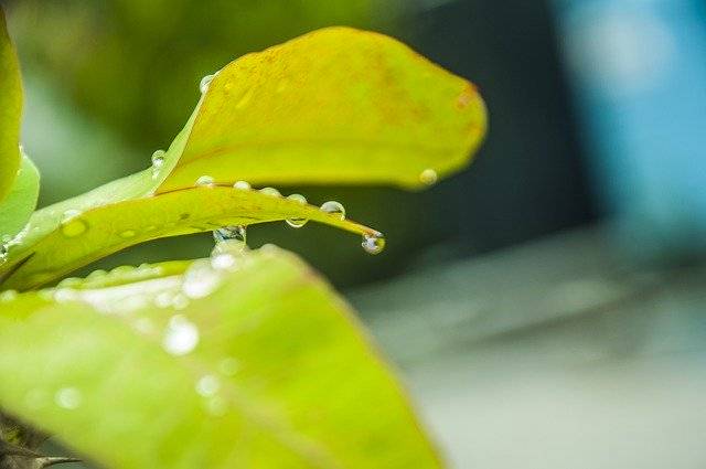 Descarga gratuita Leaf Waterdrops With Water: foto o imagen gratuita para editar con el editor de imágenes en línea GIMP