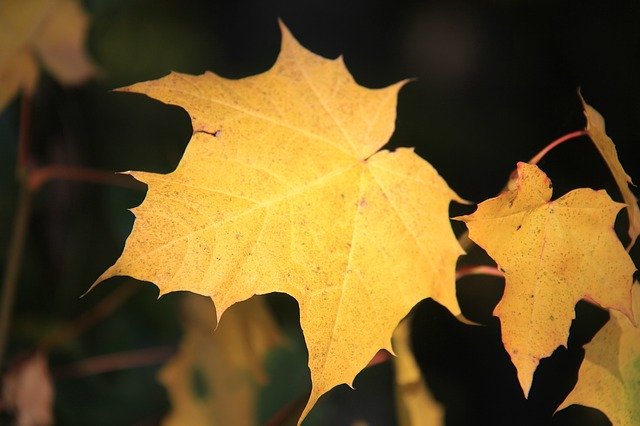 免费下载 Leaf Yellow Leaves - 使用 GIMP 在线图像编辑器编辑的免费照片或图片