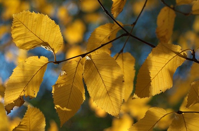 Free download leaves beech tree golden nature free picture to be edited with GIMP free online image editor