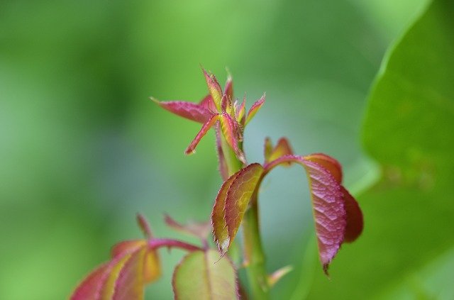 ດາວ​ໂຫຼດ​ຟຣີ Leaves Flowers Garden - ຮູບ​ພາບ​ຟຣີ​ຫຼື​ຮູບ​ພາບ​ທີ່​ຈະ​ໄດ້​ຮັບ​ການ​ແກ້​ໄຂ​ກັບ GIMP ອອນ​ໄລ​ນ​໌​ບັນ​ນາ​ທິ​ການ​ຮູບ​ພາບ​