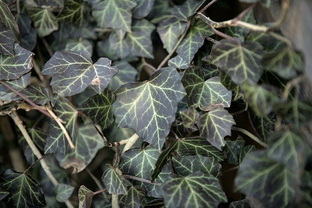 Free download leaves ivy plant evergreen nature free picture to be edited with GIMP free online image editor