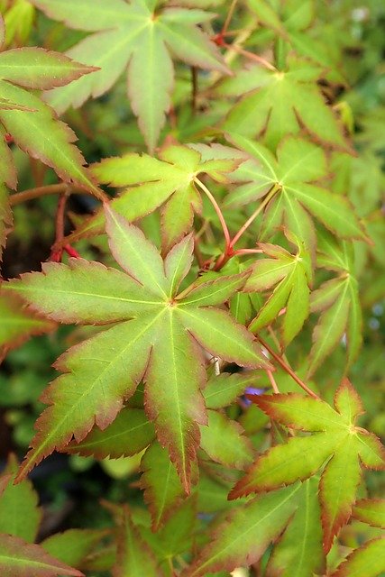 免费下载 Leaves Maple Spring - 可使用 GIMP 在线图像编辑器编辑的免费照片或图片