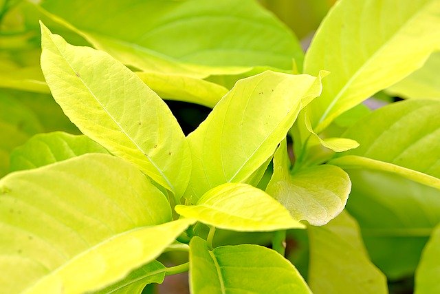 Free download leaves plant foliage nature free picture to be edited with GIMP free online image editor