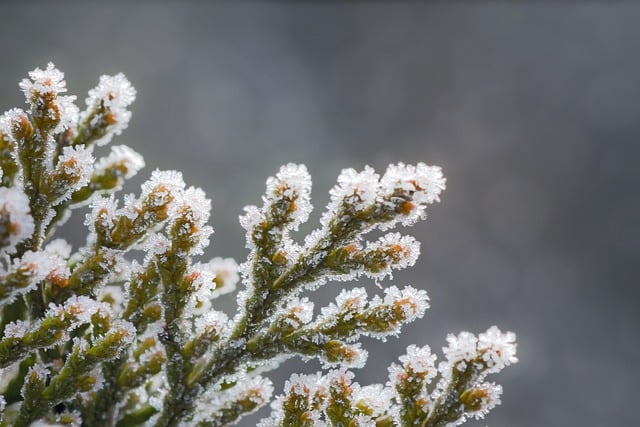 Free download leaves plant frost thuja brina free picture to be edited with GIMP free online image editor