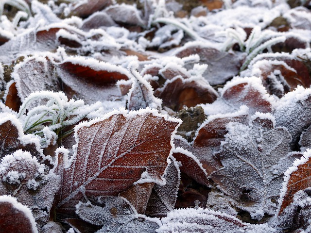 Free download leaves winter dried leaves frost free picture to be edited with GIMP free online image editor