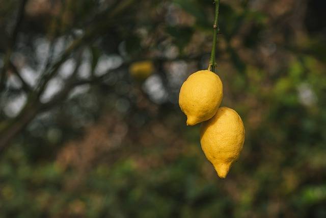 Free download lemons citrus fruits citron fruits free picture to be edited with GIMP free online image editor