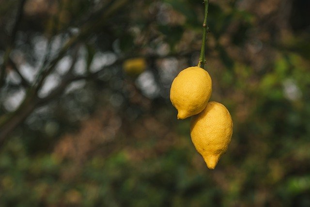 Free download lemons citrus fruits citron fruits free picture to be edited with GIMP free online image editor