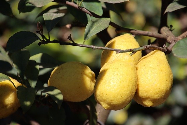 Free download lemons citrus fruits fruit healthy free picture to be edited with GIMP free online image editor