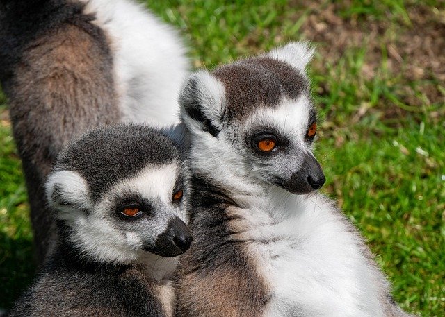 Free download lemurs primates animals mammals free picture to be edited with GIMP free online image editor