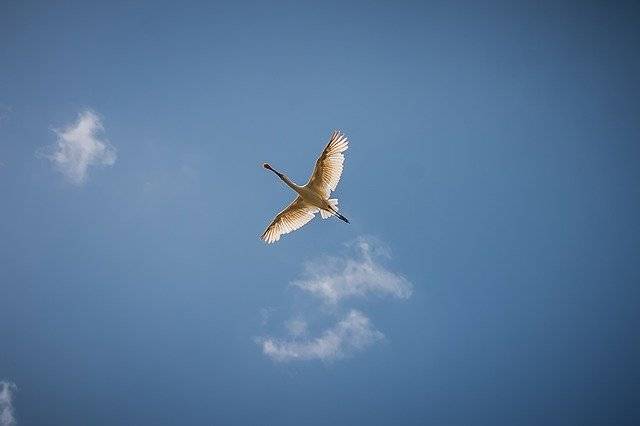 സൗജന്യ ഡൗൺലോഡ് Lepelar Bird Flying - GIMP ഓൺലൈൻ ഇമേജ് എഡിറ്റർ ഉപയോഗിച്ച് എഡിറ്റ് ചെയ്യേണ്ട സൗജന്യ ഫോട്ടോയോ ചിത്രമോ