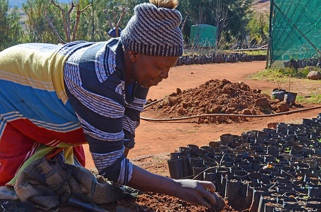 Tải xuống miễn phí Lesotho Work Horticulture - ảnh hoặc hình ảnh miễn phí được chỉnh sửa bằng trình chỉnh sửa hình ảnh trực tuyến GIMP