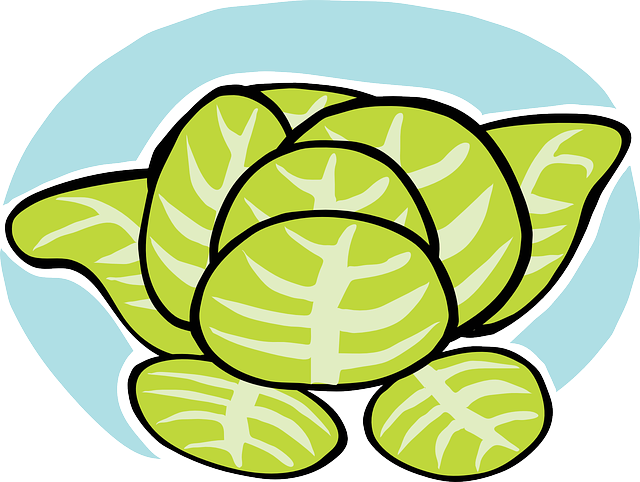 Free download Lettuce Iceberg Veggie - Free vector graphic on Pixabay free illustration to be edited with GIMP free online image editor