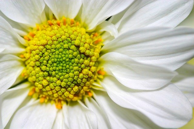 Free download leucanthemum vulgare oxeye ox eye free picture to be edited with GIMP free online image editor