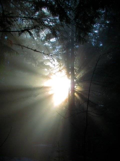 Kostenloser Download Light Rays Forest - kostenloses Foto oder Bild zur Bearbeitung mit GIMP Online-Bildbearbeitung