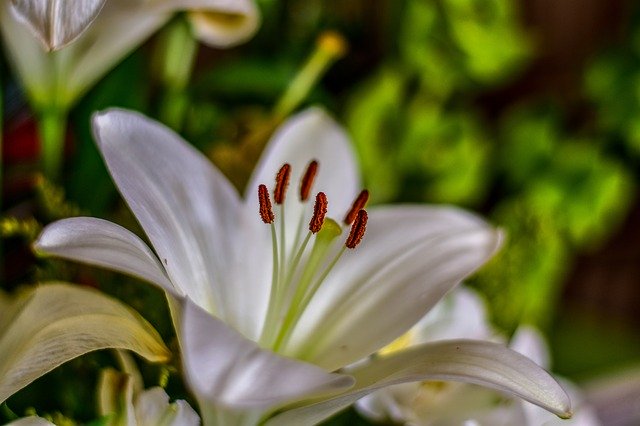 Muat turun percuma Lily Cute Flower - foto atau gambar percuma untuk diedit dengan editor imej dalam talian GIMP