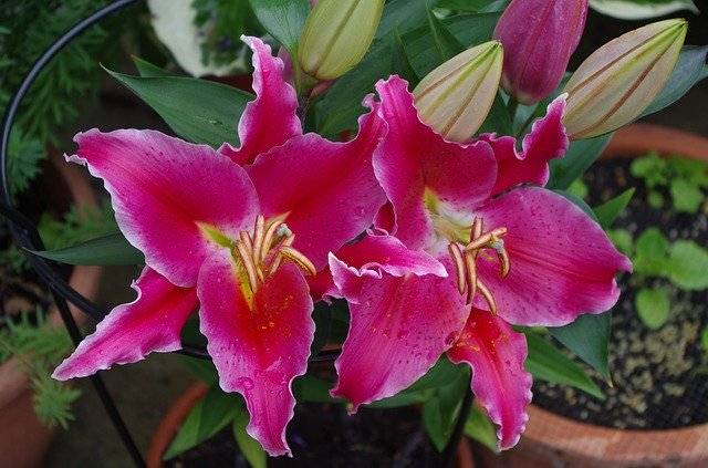 ດາວໂຫຼດ Lily Flower Bloom ຟຣີ - ຮູບພາບຫຼືຮູບພາບທີ່ບໍ່ເສຍຄ່າເພື່ອແກ້ໄຂດ້ວຍຕົວແກ້ໄຂຮູບພາບອອນໄລນ໌ GIMP