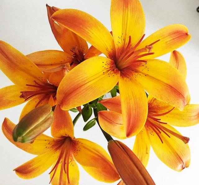 دانلود رایگان Lily Flower Orange - عکس یا عکس رایگان قابل ویرایش با ویرایشگر تصویر آنلاین GIMP