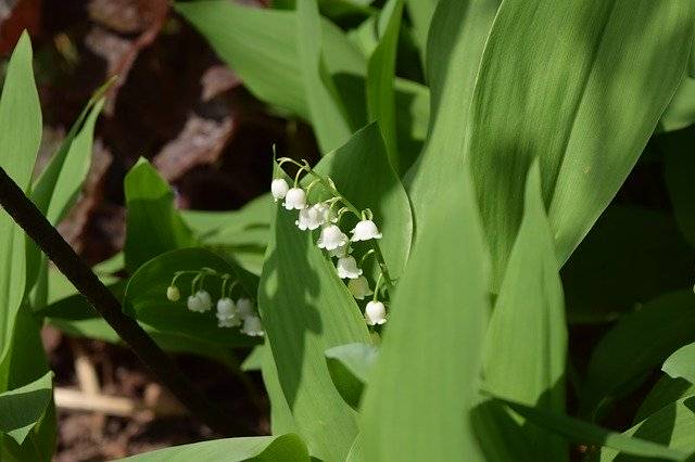 Descarga gratuita de la plantilla de fotografía gratuita Lily Of The Valley Flower Spring para editar con el editor de imágenes en línea GIMP