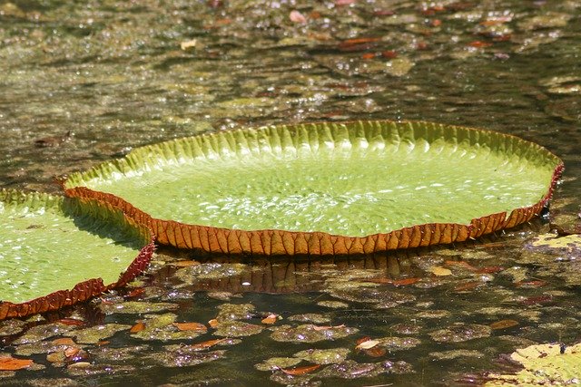 Free download lily pads lake nature bloom flora free picture to be edited with GIMP free online image editor