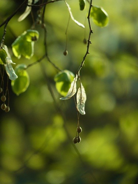 ດາວໂຫລດ Linden Spring Tree ຟຣີ - ຮູບພາບຫຼືຮູບພາບທີ່ບໍ່ເສຍຄ່າເພື່ອແກ້ໄຂດ້ວຍບັນນາທິການຮູບພາບອອນໄລນ໌ GIMP