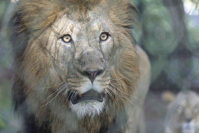 Free download lion animal mane mammal predator free picture to be edited with GIMP free online image editor