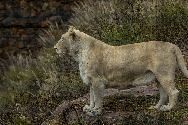 Free download lion cat animal nature landscape free picture to be edited with GIMP free online image editor