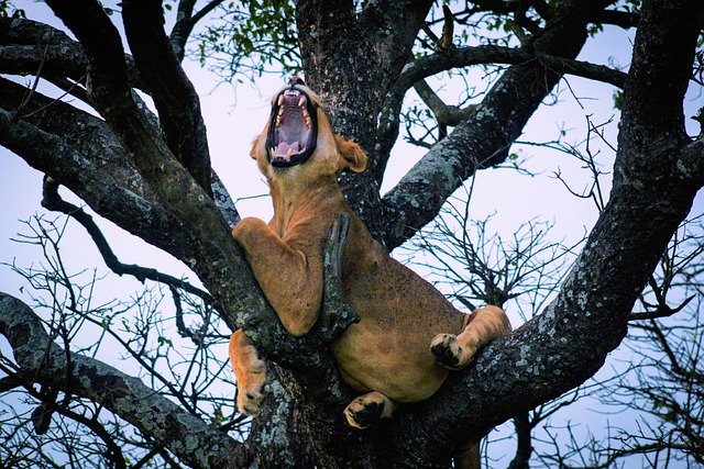 Free download lion feline tree yawn kampala free picture to be edited with GIMP free online image editor