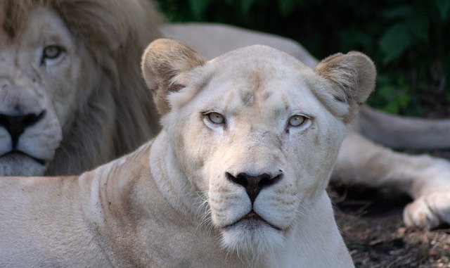 Бесплатно скачать Lion Lioness Predator - бесплатное фото или изображение для редактирования с помощью онлайн-редактора изображений GIMP