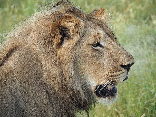 Descarga gratuita de la plantilla de fotos gratuita Lion Safari Africa para editar con el editor de imágenes en línea GIMP